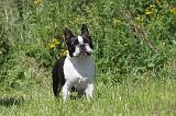 BOSTON TERRIER 038